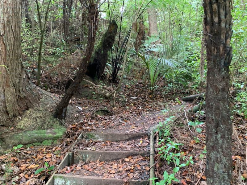 20191010_Puhoi Lookout Track 2