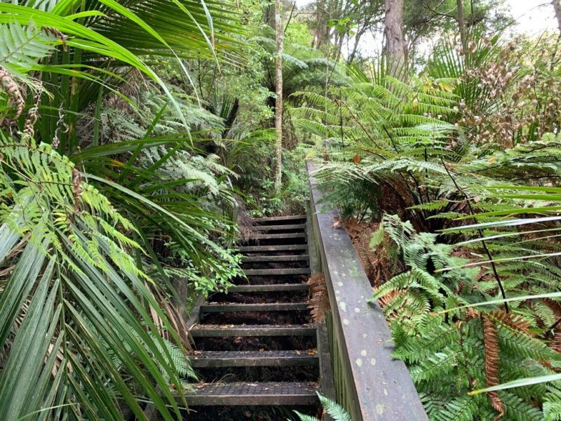 20191010_Puhoi Lookout Track 3