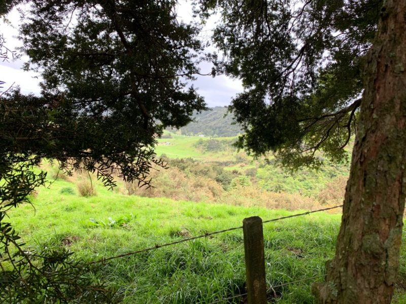 20191010_Puhoi Lookout Track 5