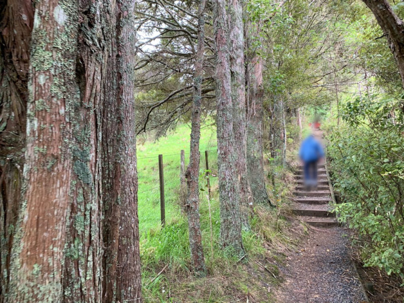 20191010_Puhoi Lookout Track 4