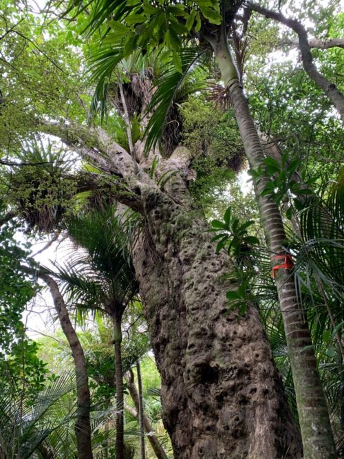 20191017_wenderholm regional park_26