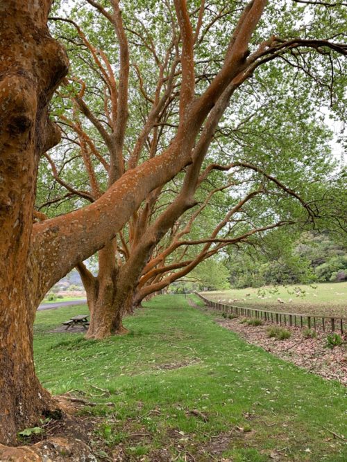 20191017_wenderholm regional park_51 プラタナス2