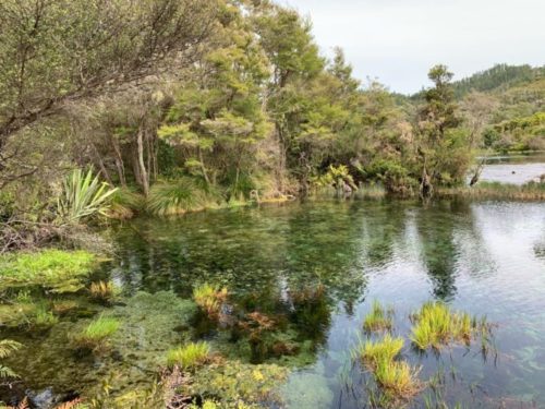 20191213_te waikoropupu springs walk_12