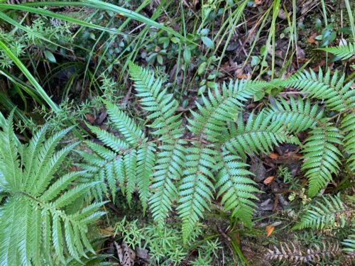 20190314_Beverley Price Looptrack_14