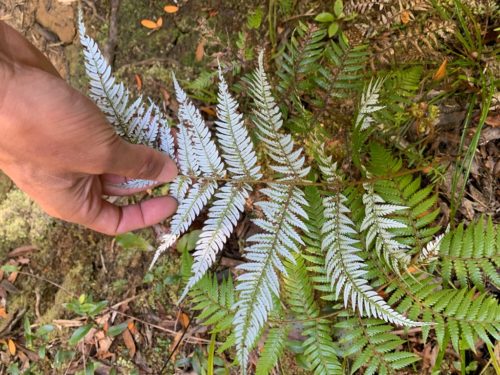 20190314_Beverley Price Looptrack_15