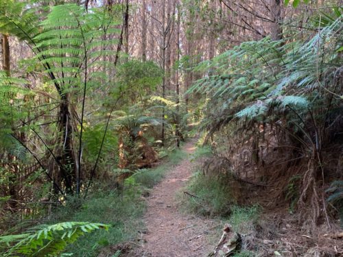 20190314_Beverley Price Looptrack_26